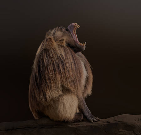 Yawning Gelada