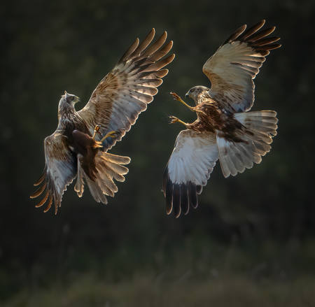 Harrier Confrontation