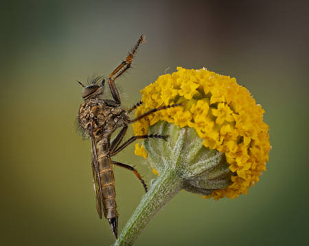 Robber Fly