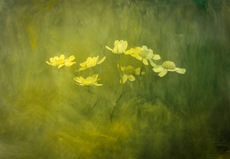 Submerged Daisies