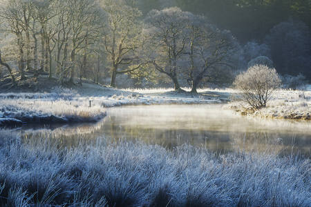 Frosty Morning