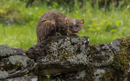 A Pine Martin