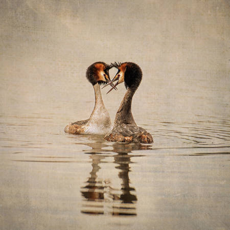Love In The Mist
