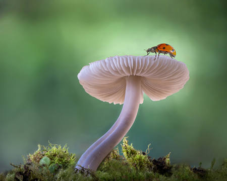 Ladybird On Bonnet Mushroom