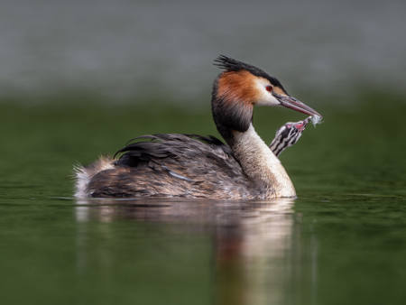 Great Crested Grebe With Young