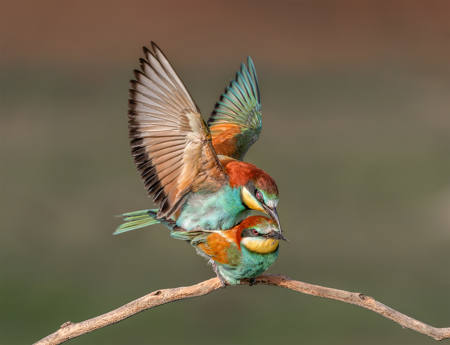 Mating Bee Eaters