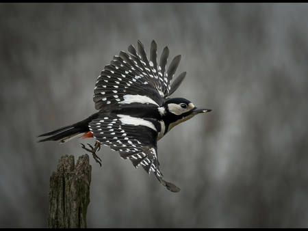 Great Spotted Woodpecker Take Off.