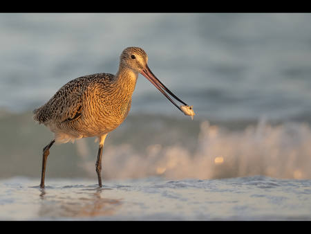 Marbled Godwit With Catch