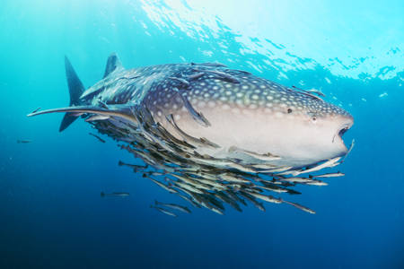 Whaleshark With Numerous Remora