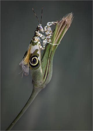 Spiny Fower Mantis And Salsify