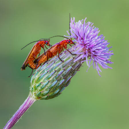 Mating Soldier Beetles On A Wild Thistle