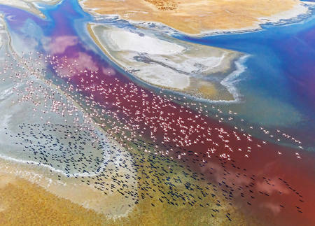 Flamingos Over Lake Magadi
