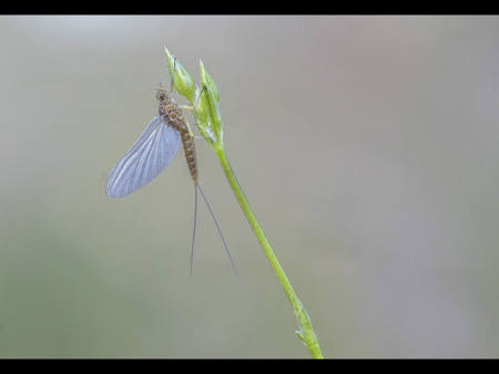 Mayfly