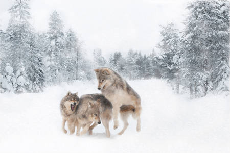 Wolves Winters Disagreement