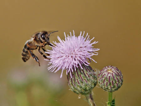 HONY BEE LANDING
