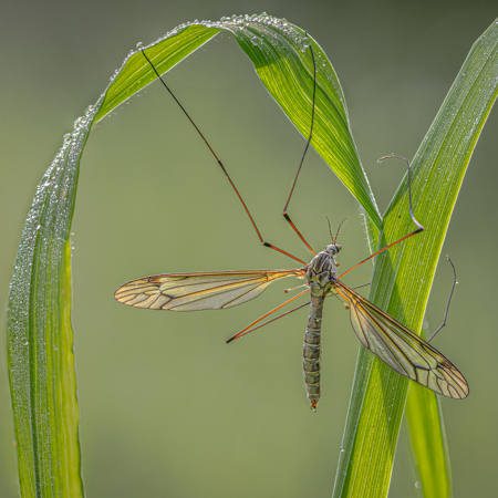 Crane Fly