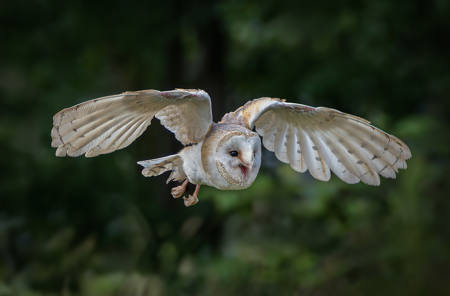 Barn Owl Hunting