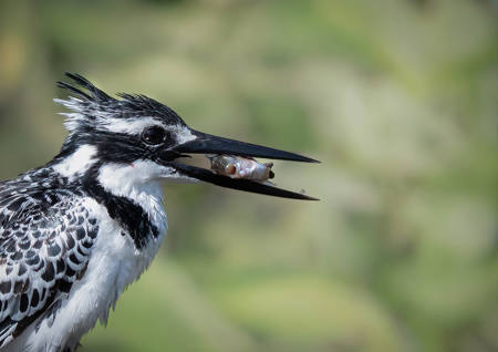 Pied Kingfisher