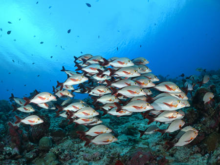 School Of Humpback Snapper