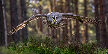 Great Grey Owl In Flight
