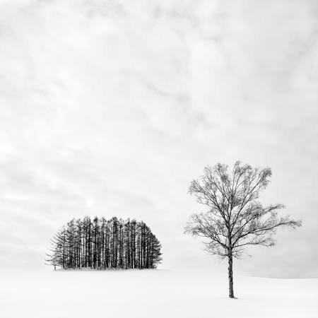 Lone Tree At Mita Copse