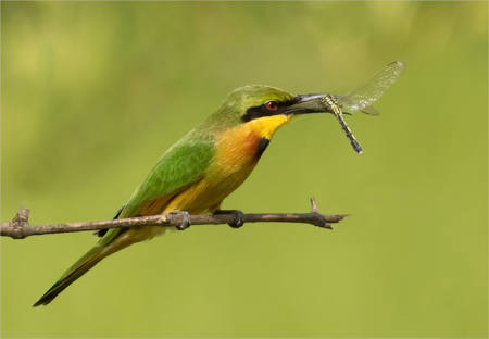 Little Green Bee Eater With Dragonfly