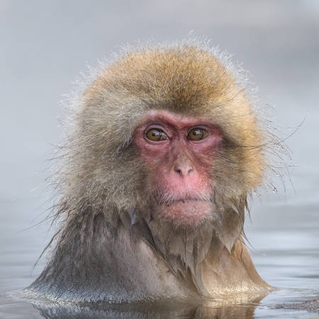 Japanese Macaque Bathing