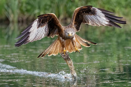The Catch