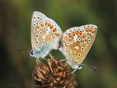 Common Blues In Cop