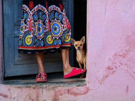 Guard Dog