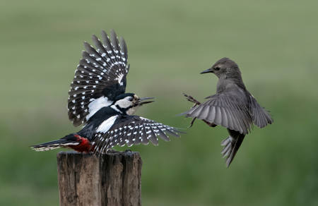 Woodpecker Rebuffing Juvenile Starling