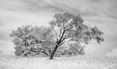 Dusted With Snow