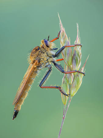 Giant Robber Fly