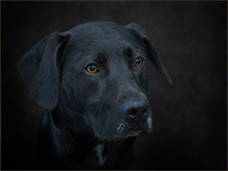 Buddy