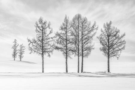 Hokkaido Trees