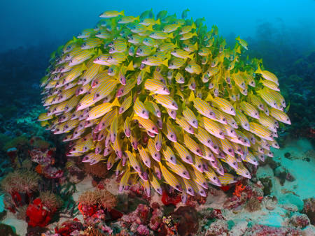 School Of Blue Lined Snapper