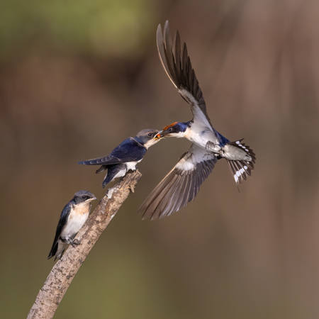 Wired Tail Swallow Feeding Young