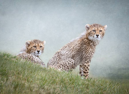 The Lookouts