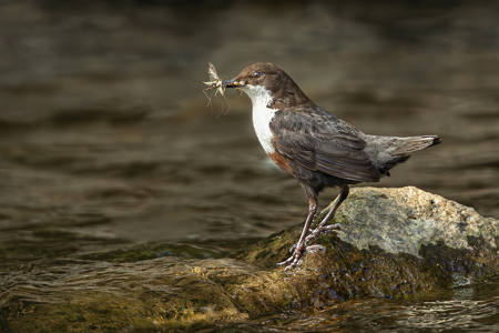 Dipper Gathering Insects
