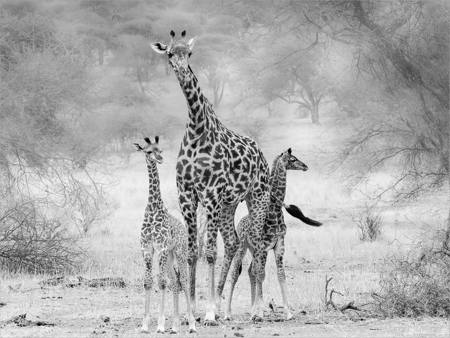 Maasai Giraffes