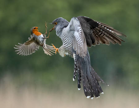Beak And Claw