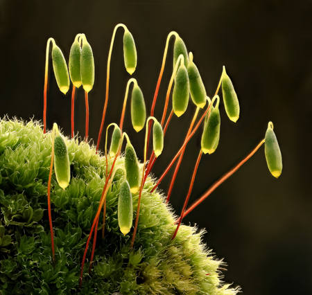 Moss