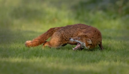 Submissive Fox