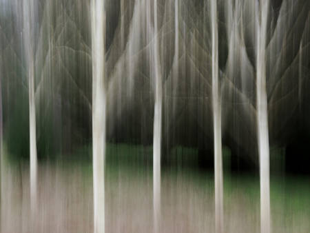 GHOSTLY TREES