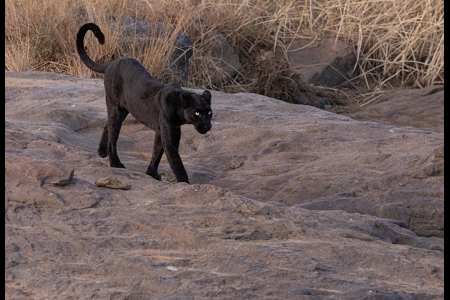 Black Leopard In Laikipia