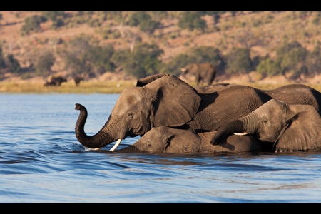 Elephants Crossing The Chobe River