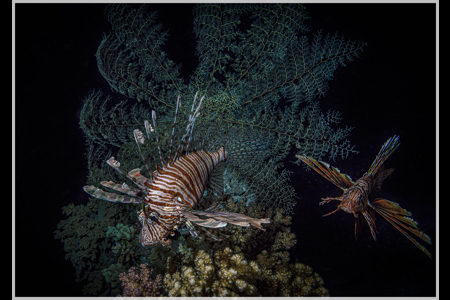 Two Lionfish Hunting At Night