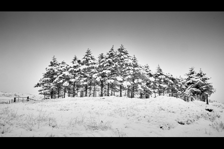 Scots Pine Tress In Winter