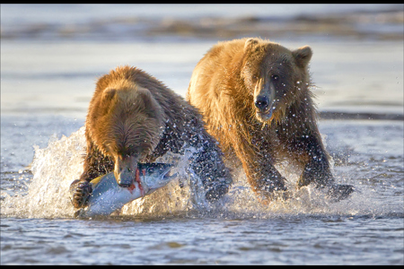 Bear Eating Fish