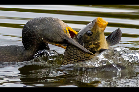 I Have My Beak Full